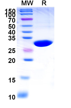 Caplacizumab Human Monoclonal Antibody