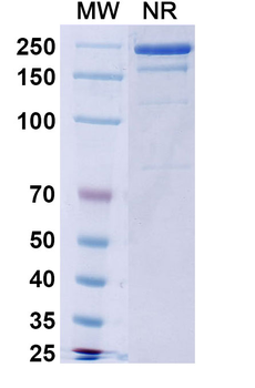 Burosumab Human Monoclonal Antibody