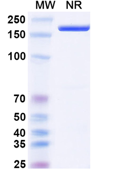 Guselkumab Human Monoclonal Antibody