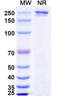 Atezolizumab Human Monoclonal Antibody