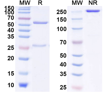 Evolocumab Human Monoclonal Antibody