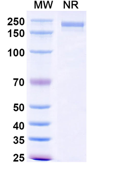 Dinutuximab Chimeric Monoclonal Antibody