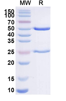 Ipilimumab Human Monoclonal Antibody