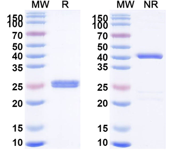 Certolizumab Human Monoclonal Antibody