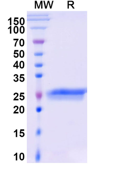 Ranibizumab Human Monoclonal Antibody