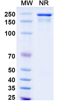 Omalizumab Human Monoclonal Antibody