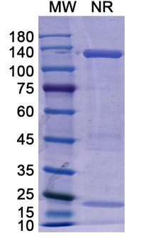 Basiliximab Chimeric Monoclonal Antibody