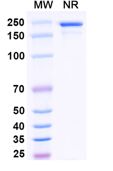 TCR Mouse Monoclonal Antibody