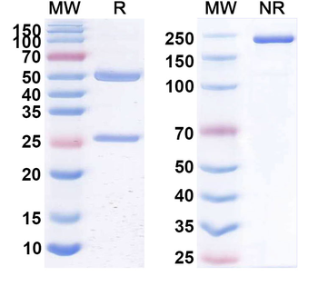 CD309/KDR/VEGFR-2 Chimeric Monoclonal Antibody