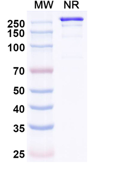 HuCC49 Human Monoclonal Antibody