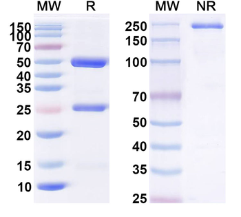 cT84.66 Chimeric Monoclonal Antibody