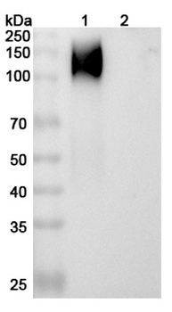 cT84.66 Chimeric Monoclonal Antibody