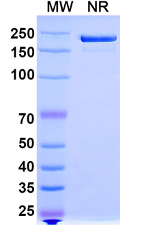HuMax-IL8 Human Monoclonal Antibody