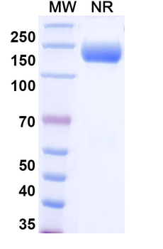 Aflibercept Human Monoclonal Antibody