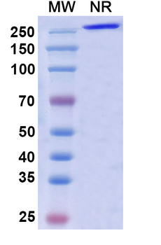 Porgaviximab Chimeric Monoclonal Antibody