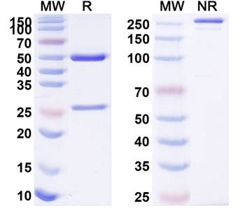 Cosfroviximab Chimeric Monoclonal Antibody