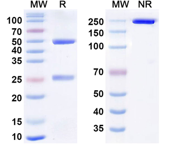 Larcaviximab Chimeric Monoclonal Antibody