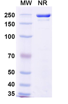 Sotrovimab Human Monoclonal Antibody