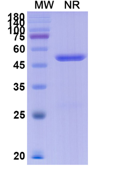Etesevimab Human Monoclonal Antibody