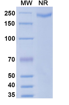 Imdevimab Human Monoclonal Antibody