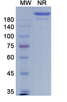 Casirivimab Human Monoclonal Antibody