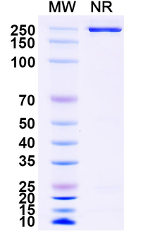Cilgavimab Human Monoclonal Antibody
