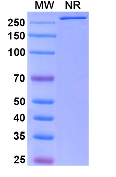 Setoxaximab Chimeric Monoclonal Antibody