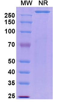 Pritoxaximab Chimeric Monoclonal Antibody