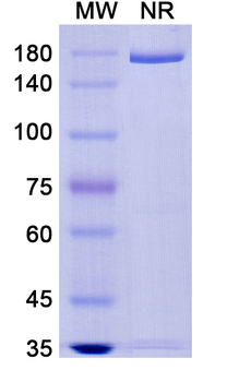 Tosatoxumab Human Monoclonal Antibody