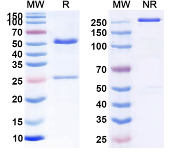 Pagibaximab Chimeric Monoclonal Antibody