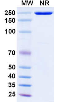Bavituximab Chimeric Monoclonal Antibody