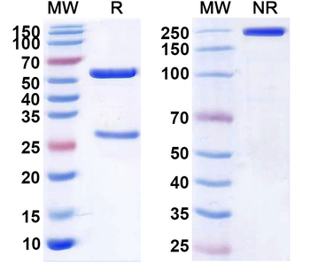 Ecromeximab Chimeric Monoclonal Antibody