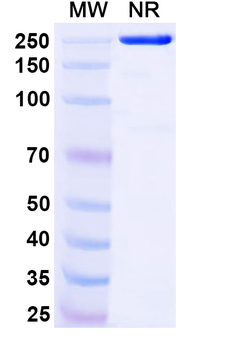 Pritumumab Human Monoclonal Antibody