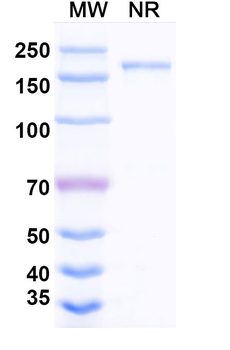 Cevostamab Human Monoclonal Antibody