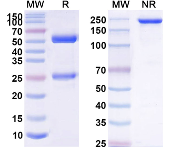 Derlotuximab Chimeric Monoclonal Antibody