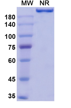 Orticumab Human Monoclonal Antibody