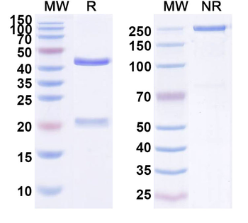 Minretumomab Mouse Monoclonal Antibody