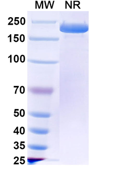 Zolbetuximab Chimeric Monoclonal Antibody