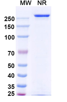 Vandortuzumab Human Monoclonal Antibody