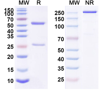 Tarextumab Human Monoclonal Antibody