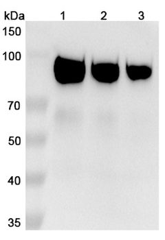 Sibrotuzumab Human Monoclonal Antibody