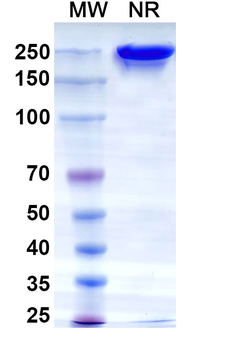 Datopotamab Human Monoclonal Antibody