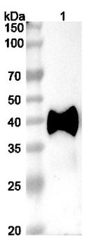 Datopotamab Human Monoclonal Antibody