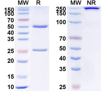 Rosmantuzumab Human Monoclonal Antibody