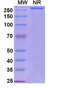 Refanezumab Human Monoclonal Antibody