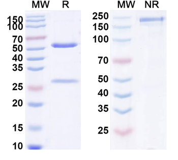 Parsatuzumab Human Monoclonal Antibody