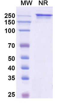 Naptumomab Mouse Monoclonal Antibody