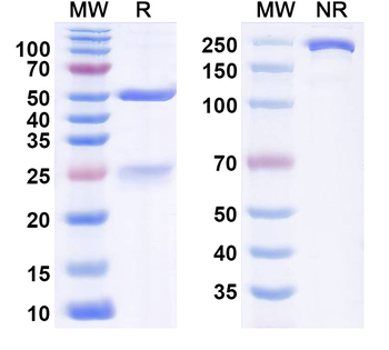 Ladiratuzumab Human Monoclonal Antibody
