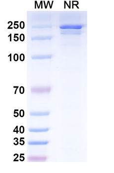 Ifabotuzumab Human Monoclonal Antibody