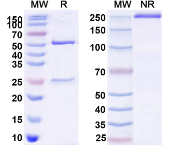 Tilvestamab Human Monoclonal Antibody